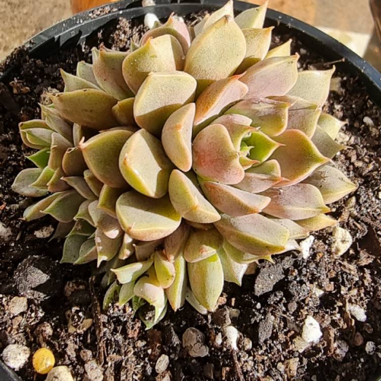 plant image 1477666 plant image 1477666