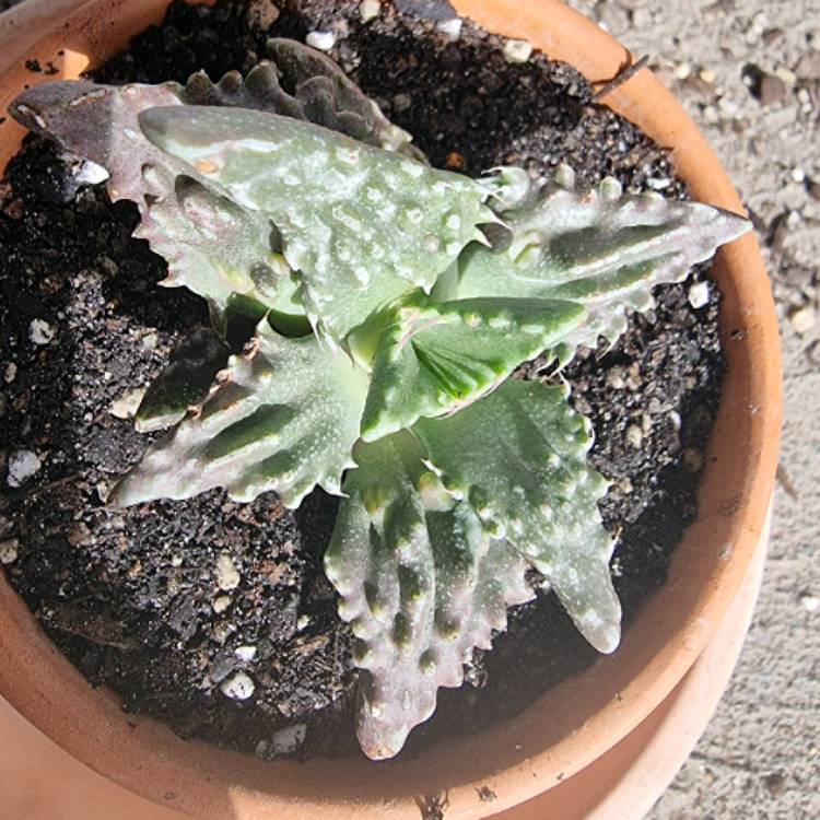 plant image 1478162 plant image 1478162