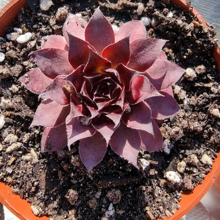 plant image 1478625