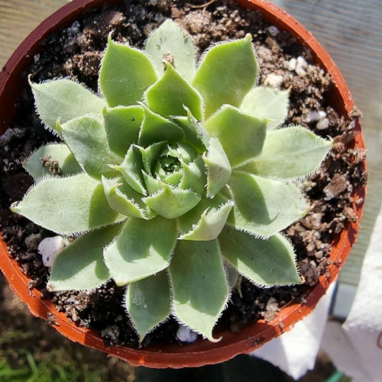 plant image 1478629
