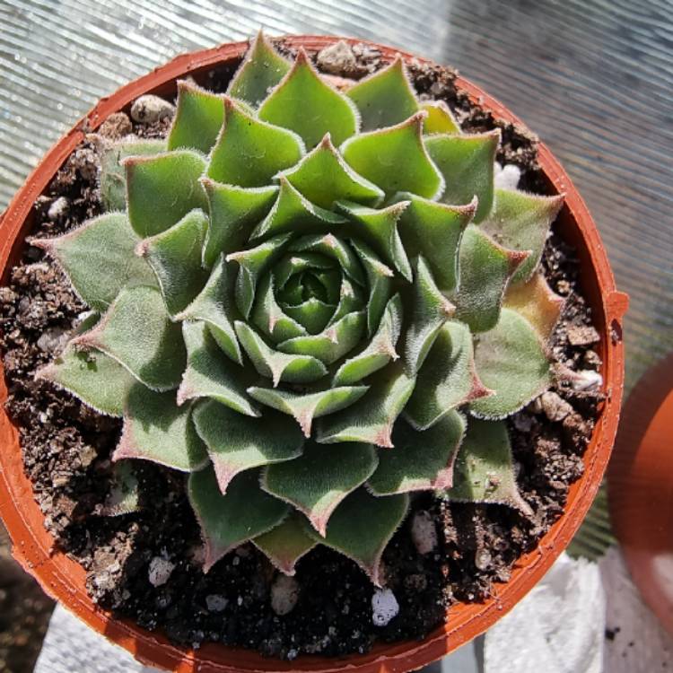 plant image 1478631