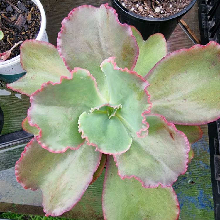 plant image 1480069