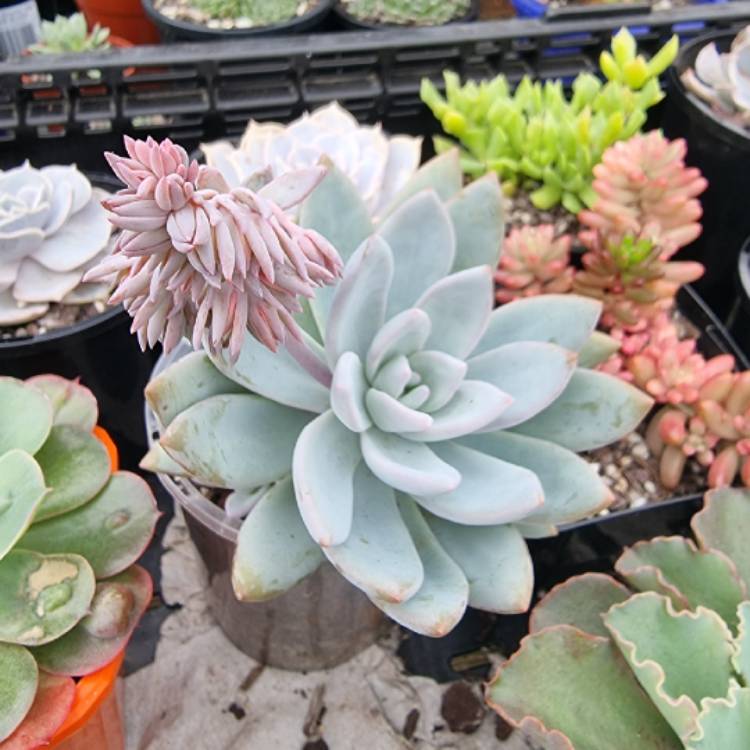 plant image 1480081