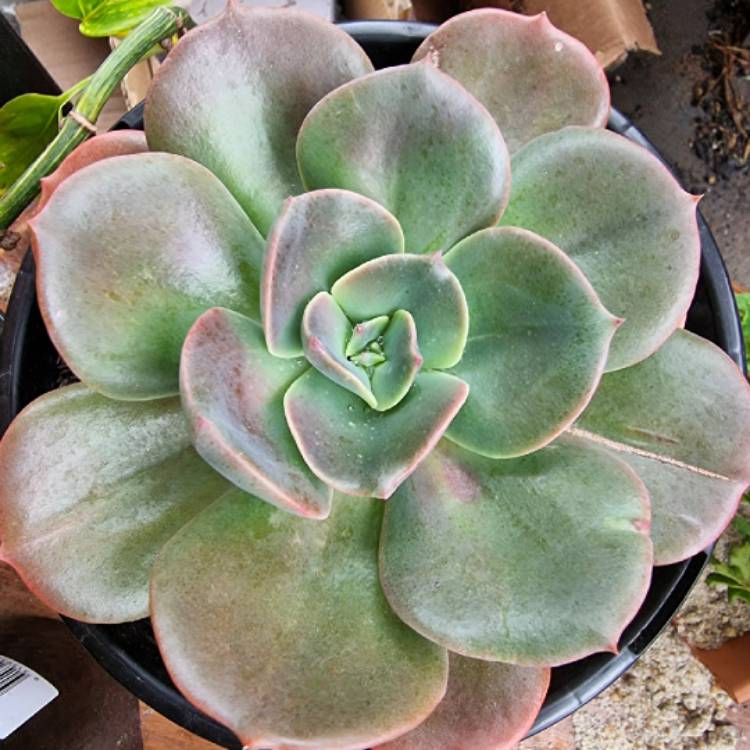 plant image 1480088 plant image 1480088