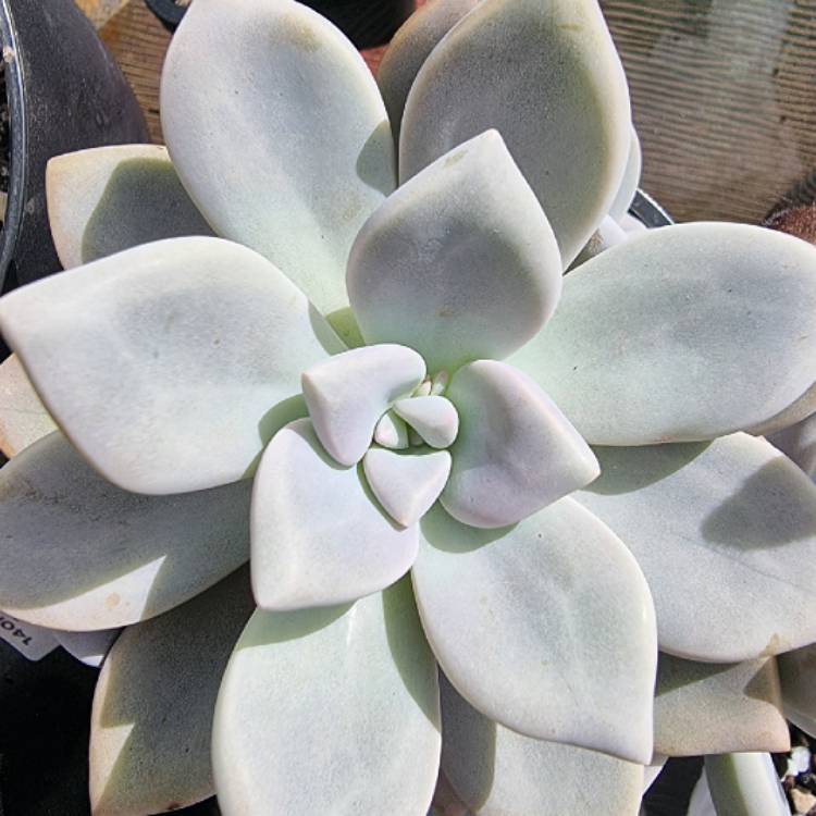 plant image 1480105 plant image 1480105