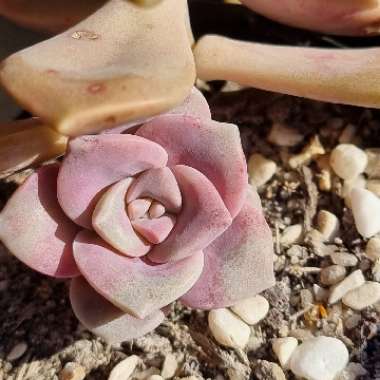 Graptopetalum Purple Delight syn. Graptopetalum Snow White