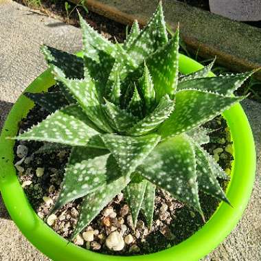 x Gasteraloe