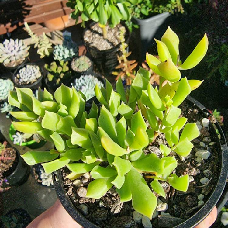 Plant image Cotyledon Papillaris