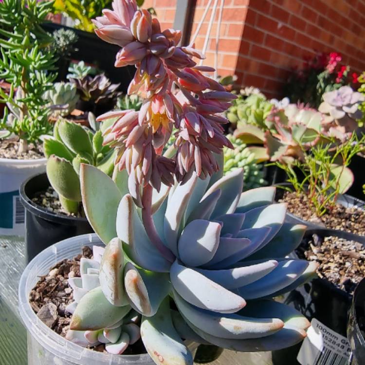 plant image 1483048