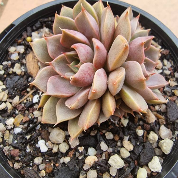 plant image 1485694 plant image 1485694