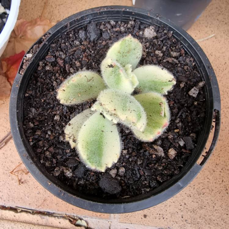 plant image 1485749 plant image 1485749