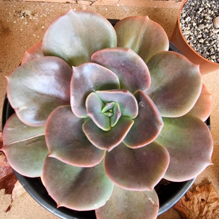 plant image 1485752 plant image 1485752