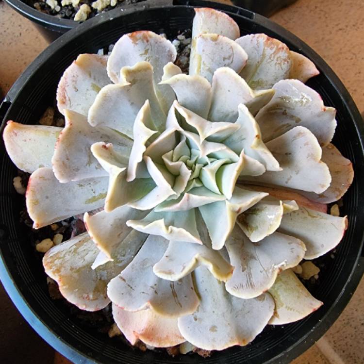 plant image 1485753
