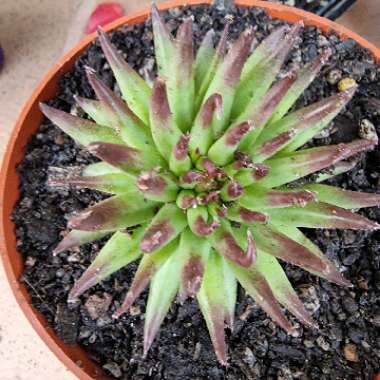 Sempervivum Pittoni