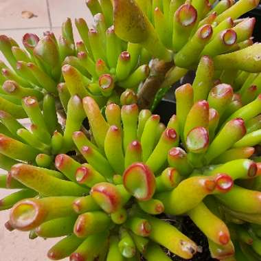 Crassula ovata 'Gollum'