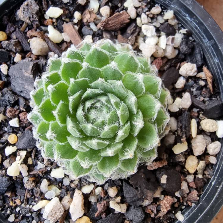 plant image 1487045