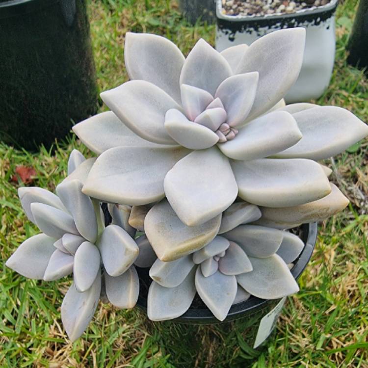 plant image 1487866 plant image 1487866