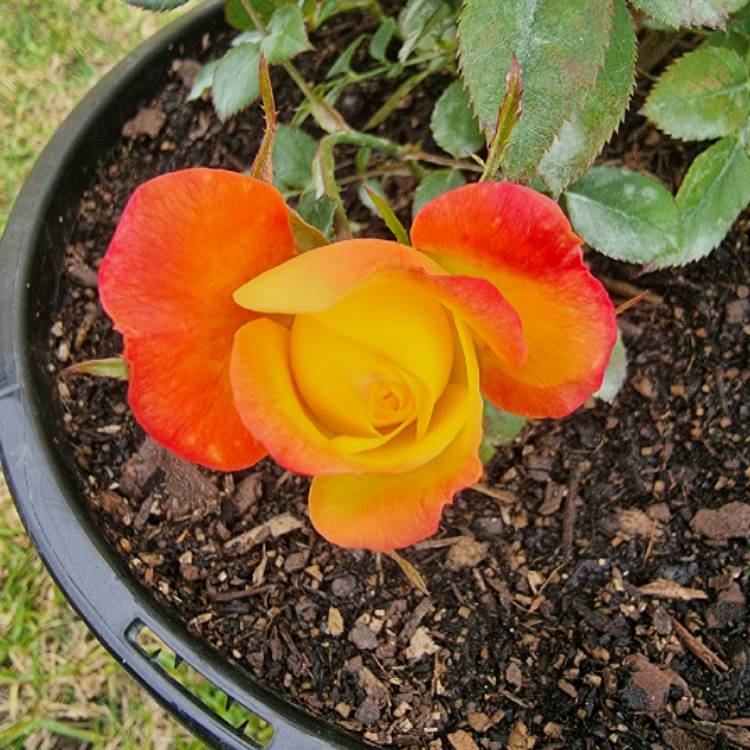 plant image 1488127 plant image 1488127