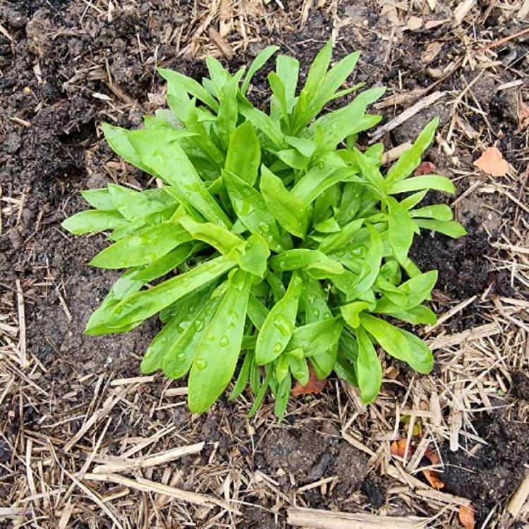 plant image 1489549 plant image 1489549