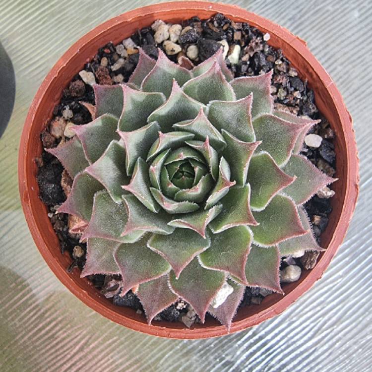 plant image 1490218