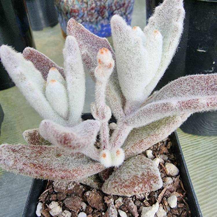 Plant image Kalanchoe eriophylla
