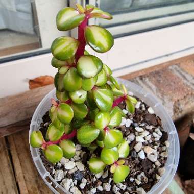 Portulacaria Afra 'Medio-picta'