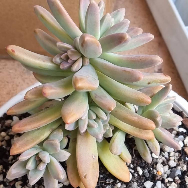 plant image 1492596 plant image 1492596