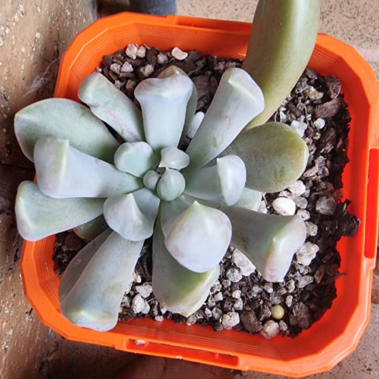 plant image 1495203 plant image 1495203