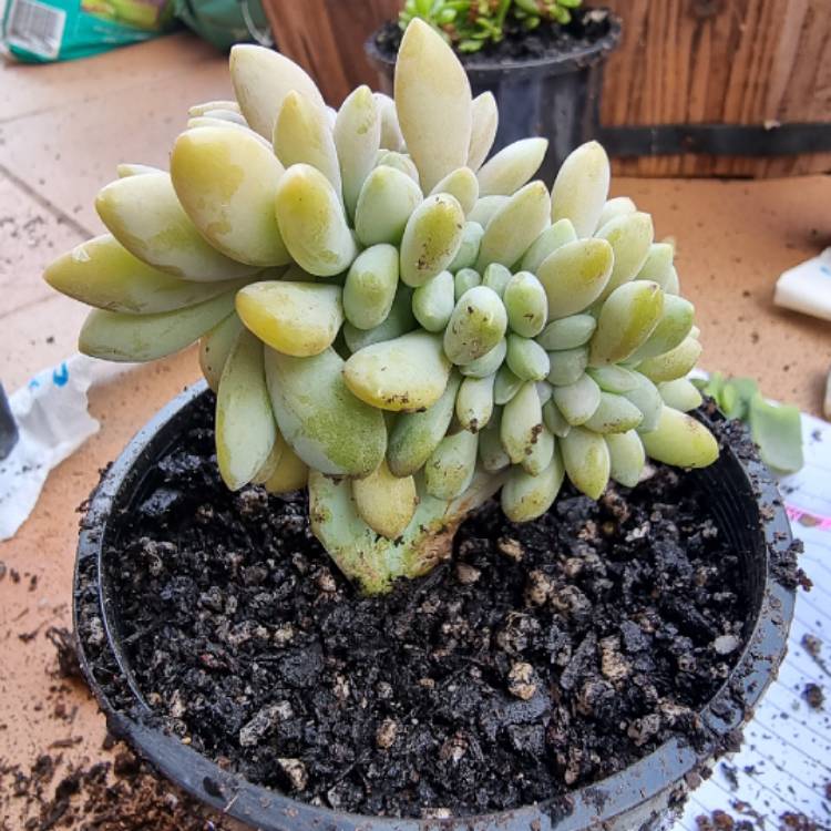 plant image 1496277