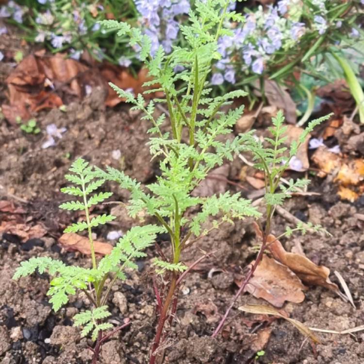 plant image 1497852 plant image 1497852