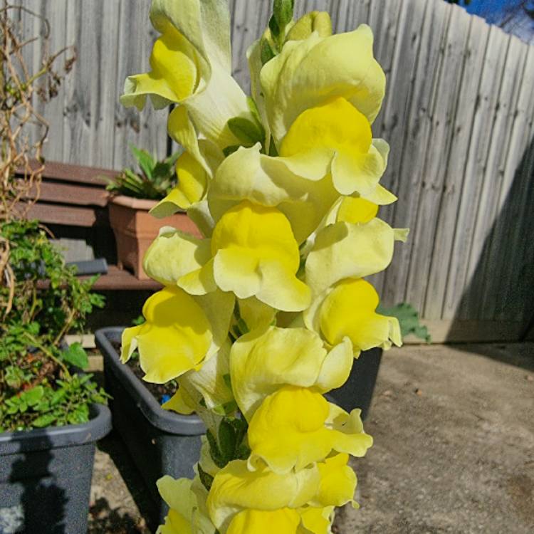 plant image 1498533 plant image 1498533