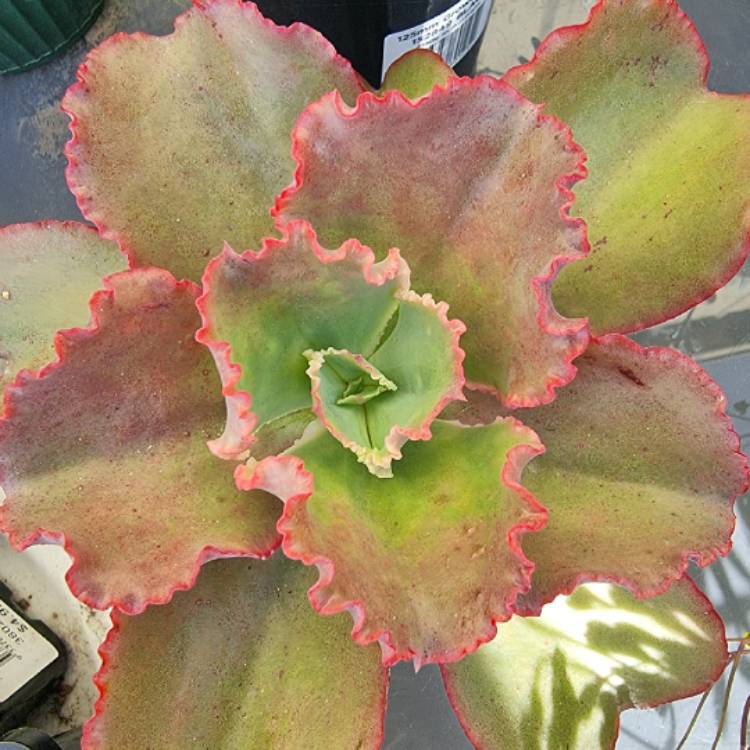 plant image 1499413