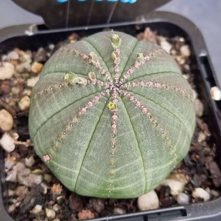 plant image 1501278