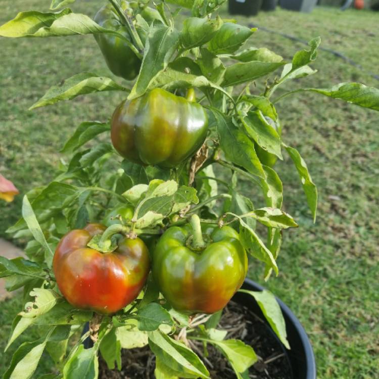 plant image 1501298