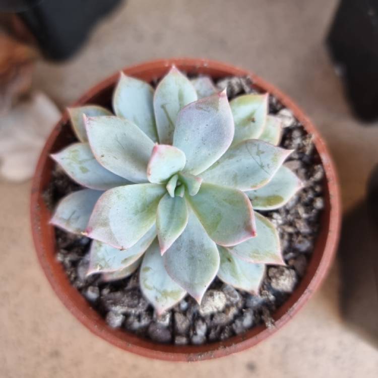 plant image 1504066 plant image 1504066