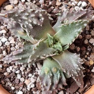 Faucaria tuberculosa
