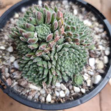 Sempervivum