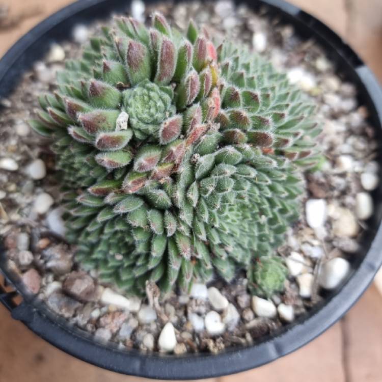 plant image 1505691 plant image 1505691