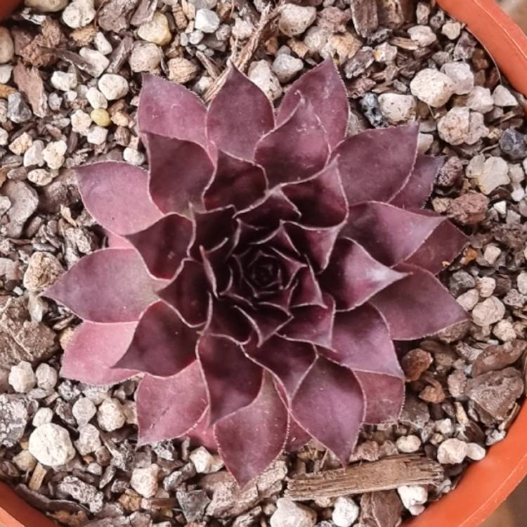 plant image 1505984