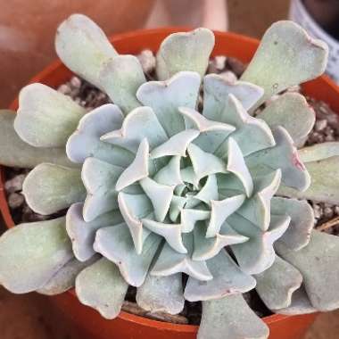 Echeveria Pinwheel Revolution