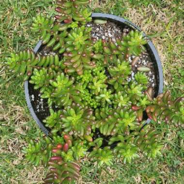 Sedum Rubrotinctum