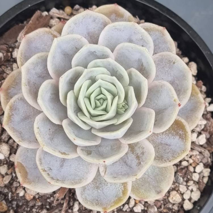 Plant image Echeveria Blue Surprise