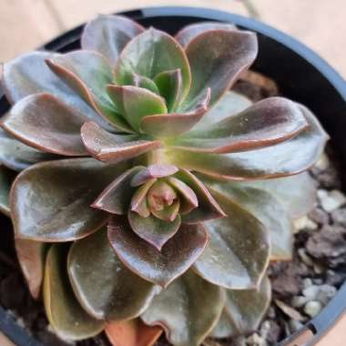 Echeveria Melaco