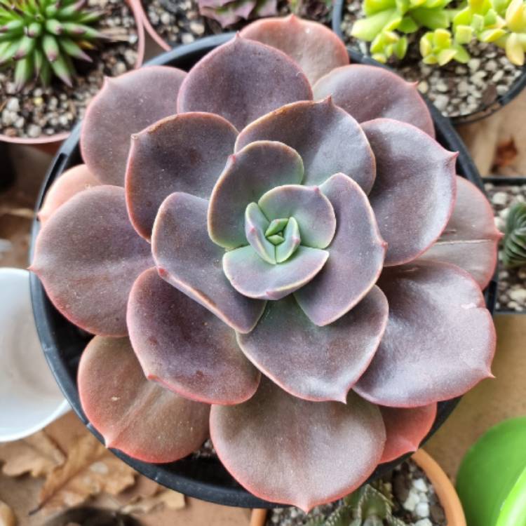 Plant image Echeveria Blue Metal