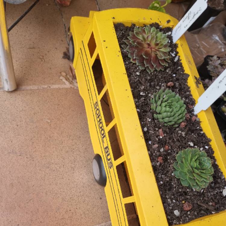 plant image 1510224