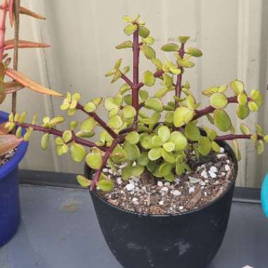 Portulacaria Afra
