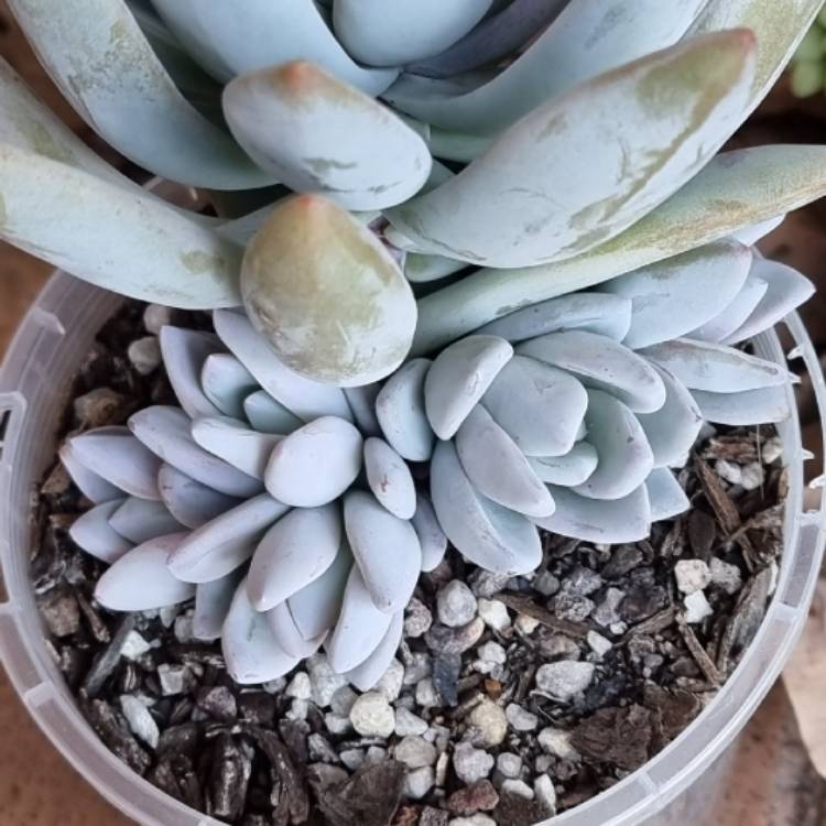 Plant image x Pachyveria Powder Puff