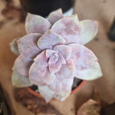 Graptopetalum Superbum