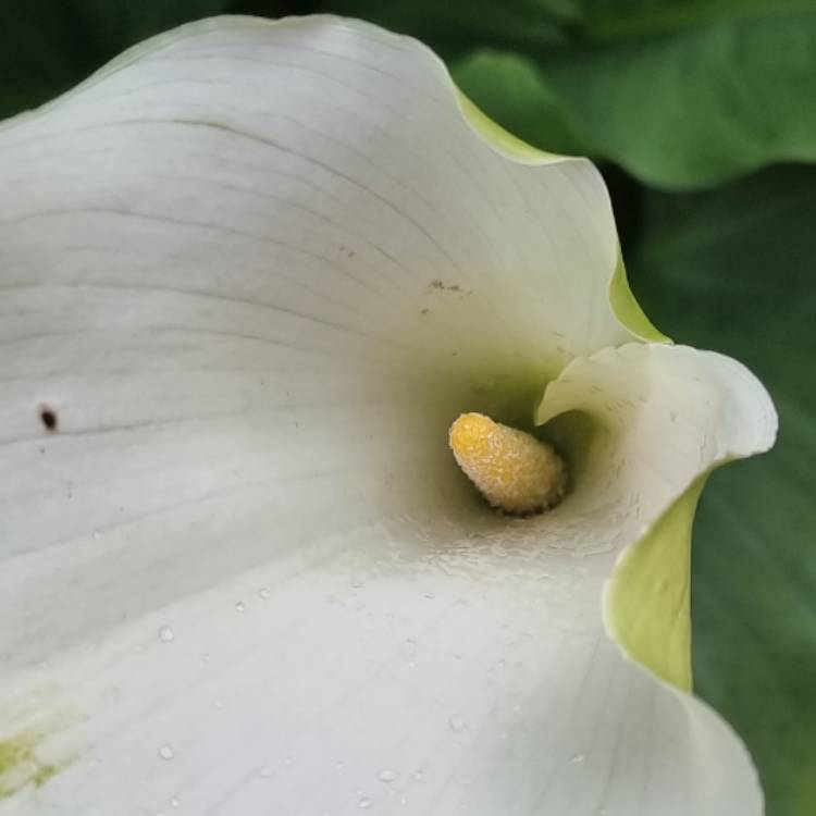 plant image 1511644