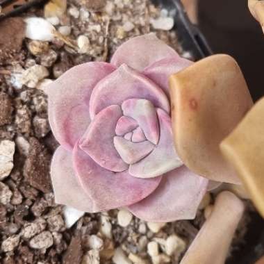 Graptopetalum Purple Delight syn. Graptopetalum Snow White